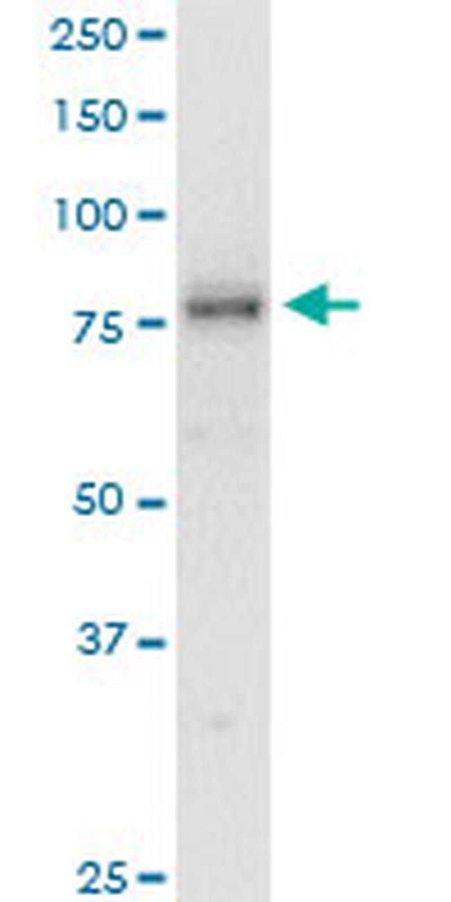 SMURF1 Antibody in Western Blot (WB)