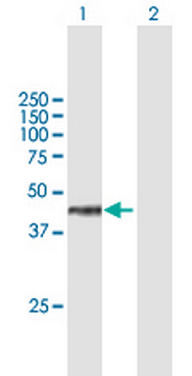 WDR18 Antibody in Western Blot (WB)