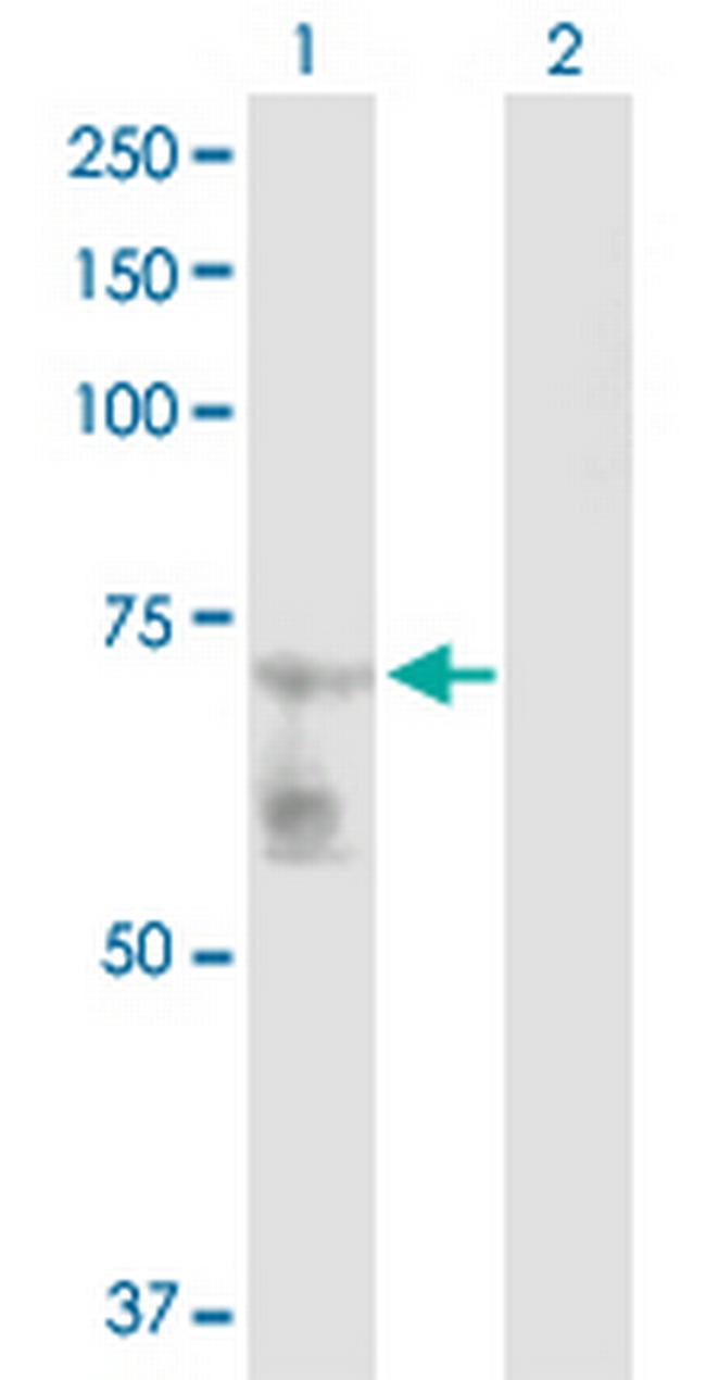 GATAD2B Antibody in Western Blot (WB)