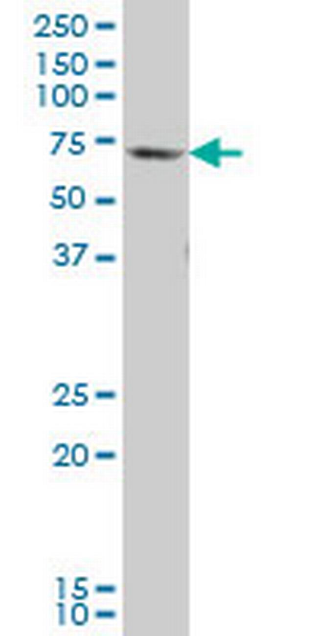 GATAD2B Antibody in Western Blot (WB)