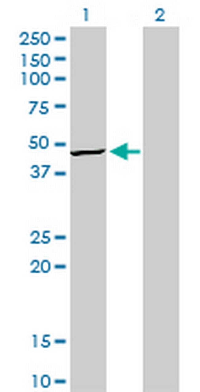 TRIB3 Antibody in Western Blot (WB)