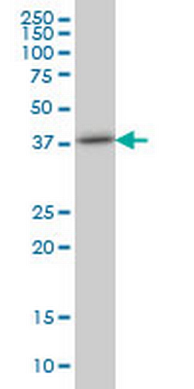 TRIB3 Antibody in Western Blot (WB)