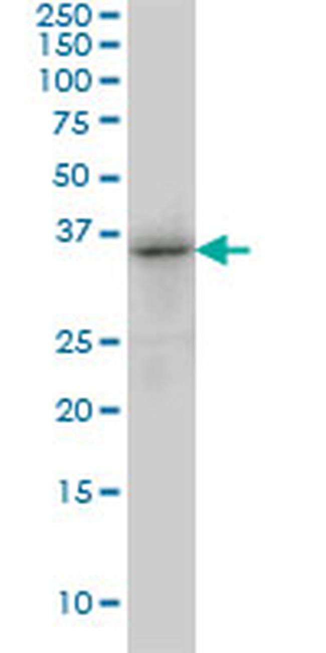 TRIB3 Antibody in Western Blot (WB)