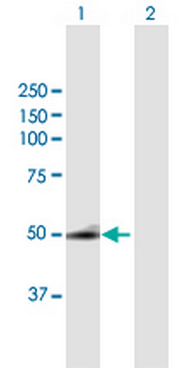 SQRDL Antibody in Western Blot (WB)