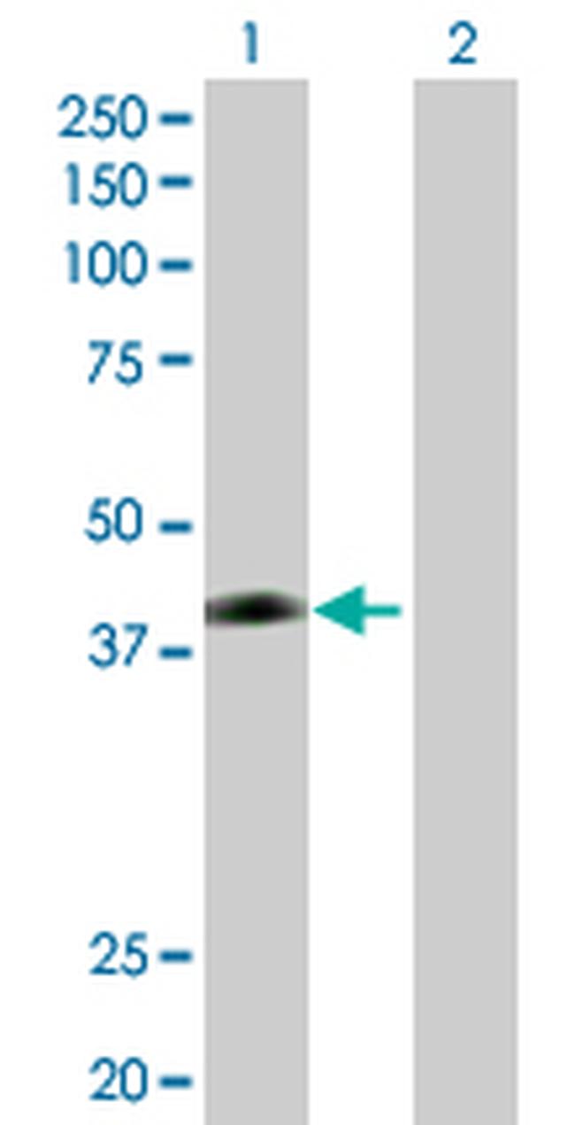 JAM2 Antibody in Western Blot (WB)