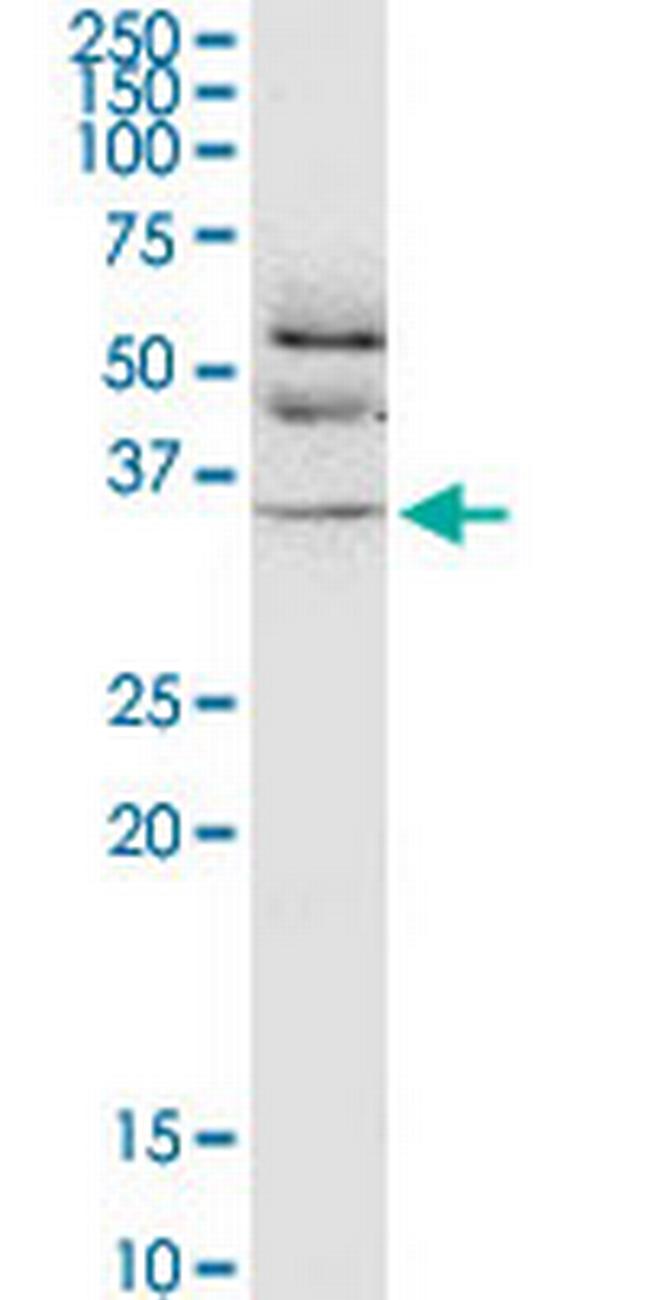 JAM2 Antibody in Western Blot (WB)