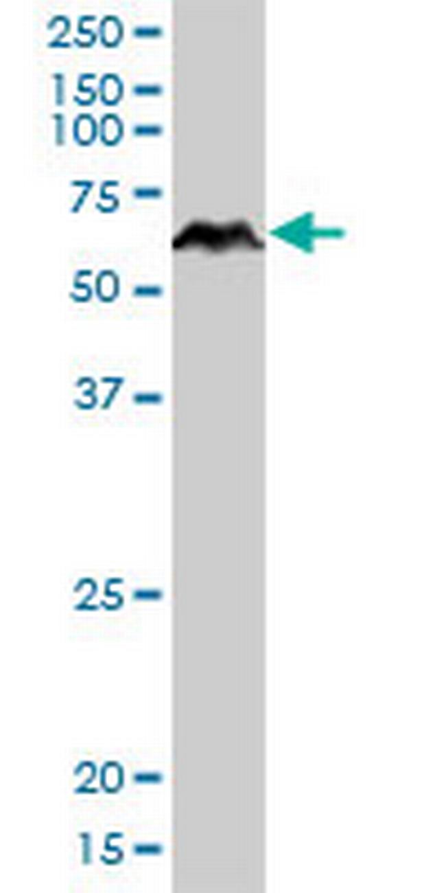 PRUNE Antibody in Western Blot (WB)