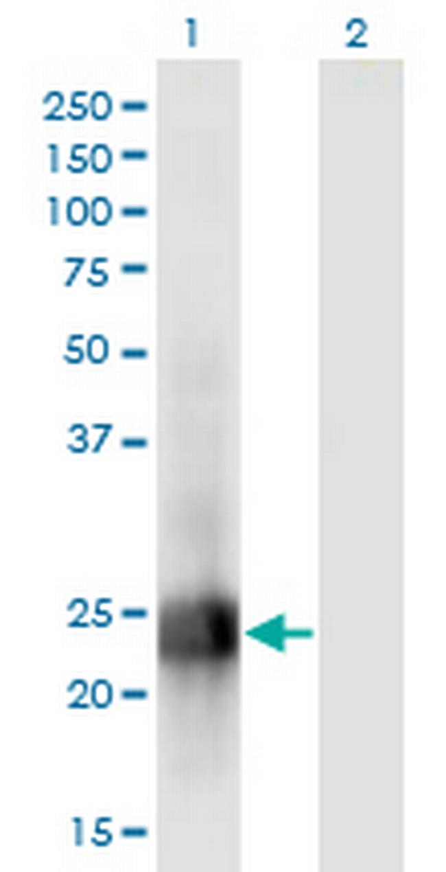 MID1IP1 Antibody in Western Blot (WB)