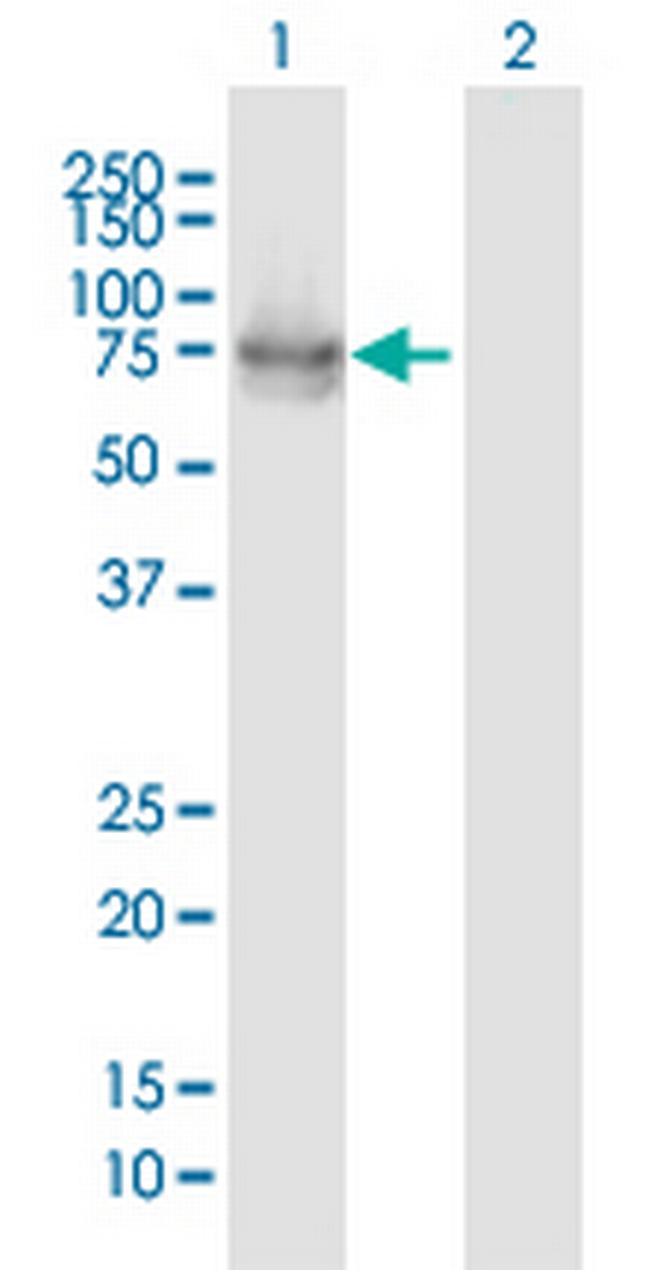 IL22RA1 Antibody in Western Blot (WB)