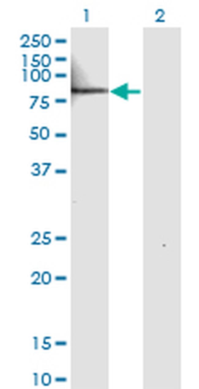 IL22RA1 Antibody in Western Blot (WB)