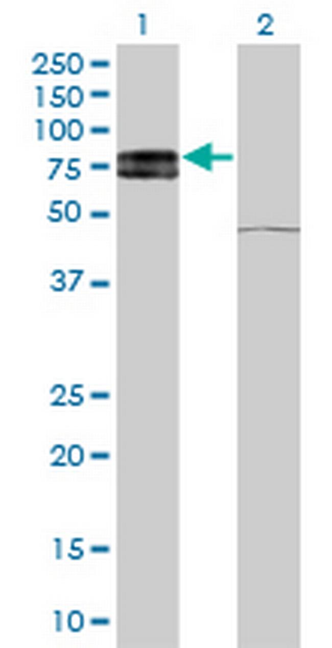 IL22RA1 Antibody in Western Blot (WB)