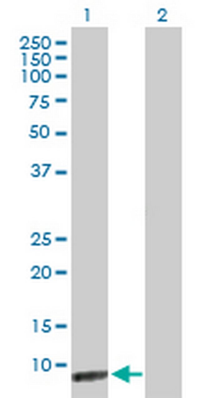 ICEBERG Antibody in Western Blot (WB)