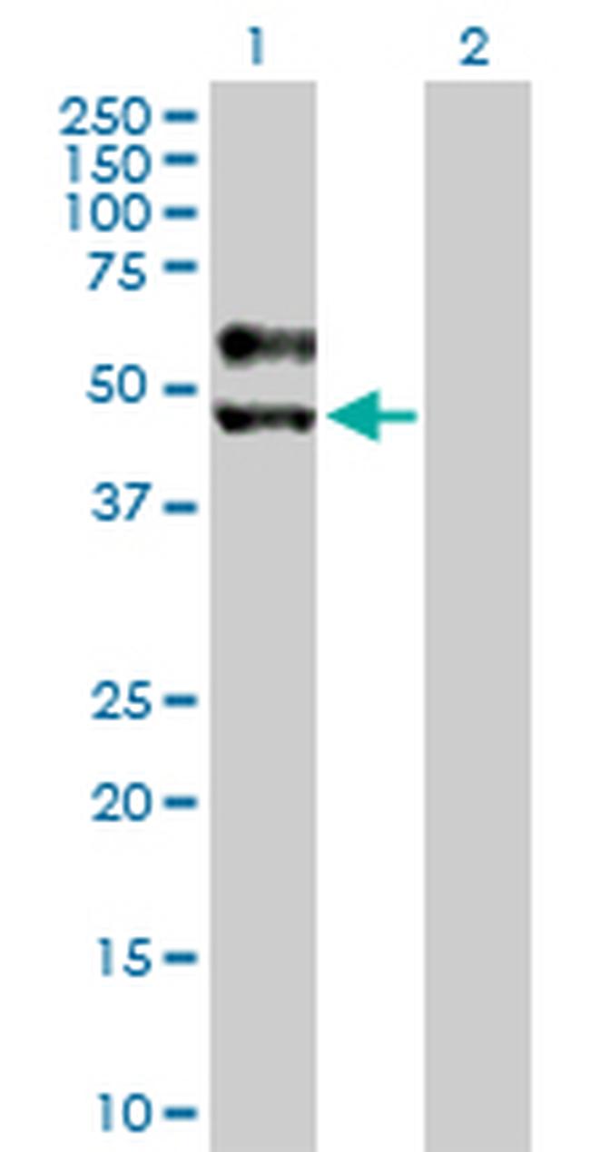 SIGIRR Antibody in Western Blot (WB)