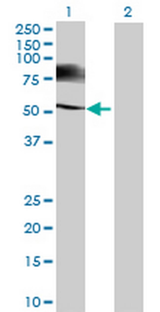 TSKS Antibody in Western Blot (WB)