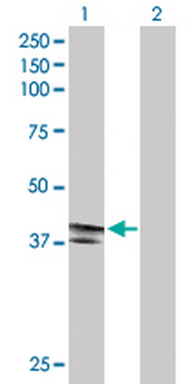 EDA2R Antibody in Western Blot (WB)