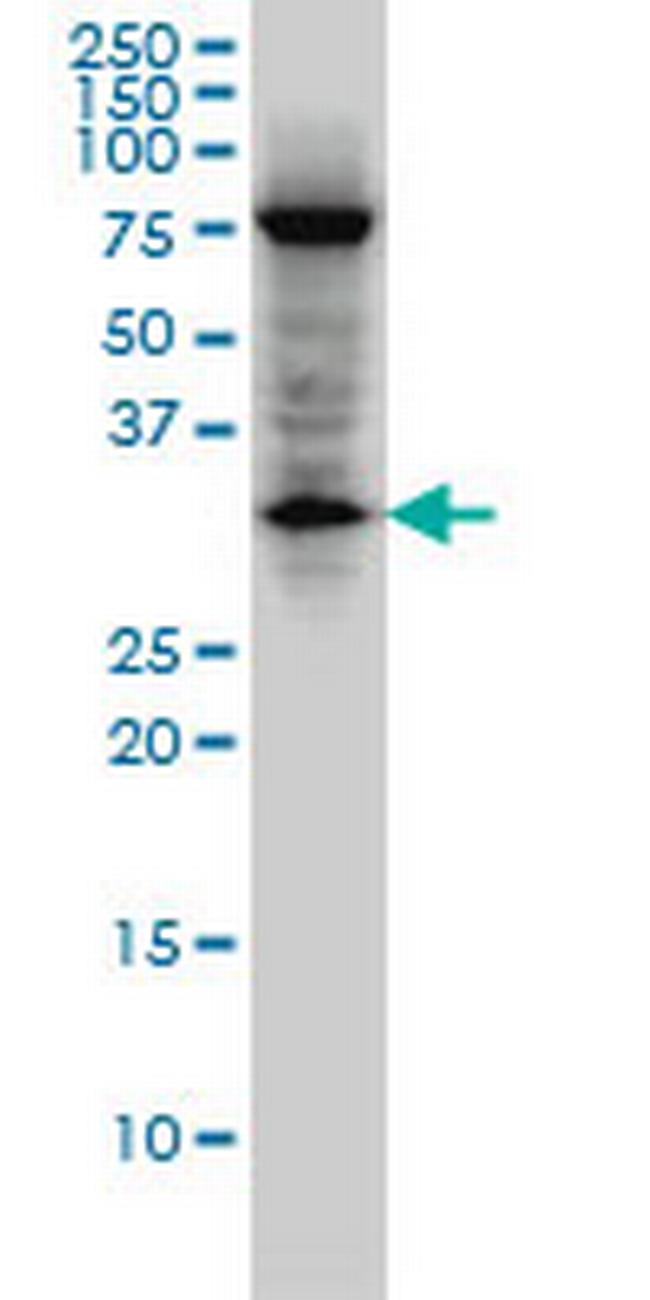 EDA2R Antibody in Western Blot (WB)