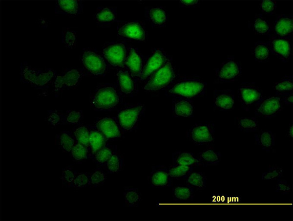 SAV1 Antibody in Immunocytochemistry (ICC/IF)