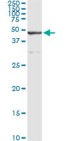 SAV1 Antibody in Immunoprecipitation (IP)