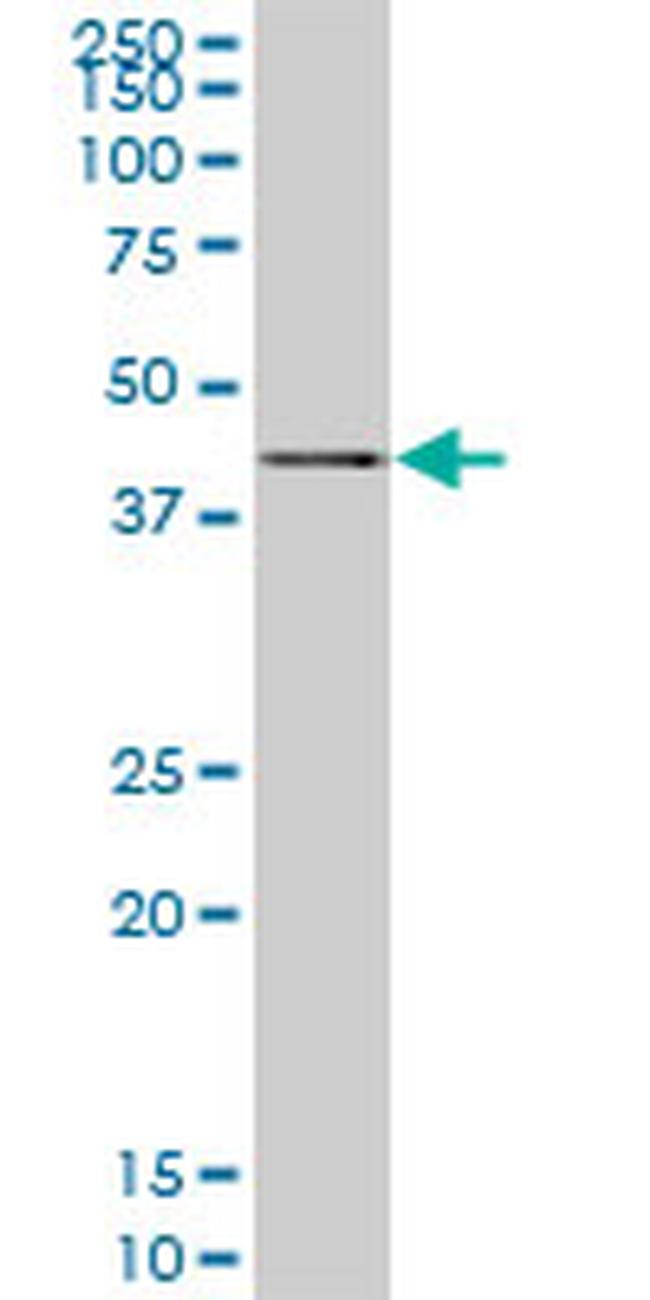 SAV1 Antibody in Western Blot (WB)