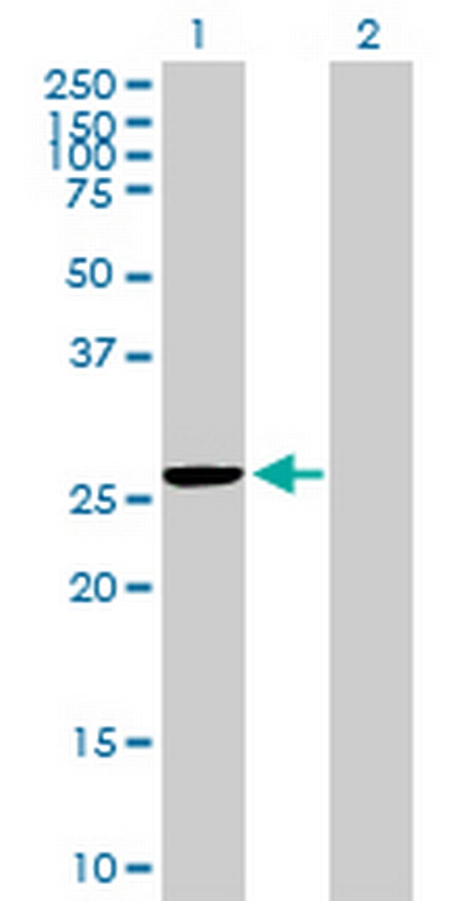 MRPS35 Antibody in Western Blot (WB)