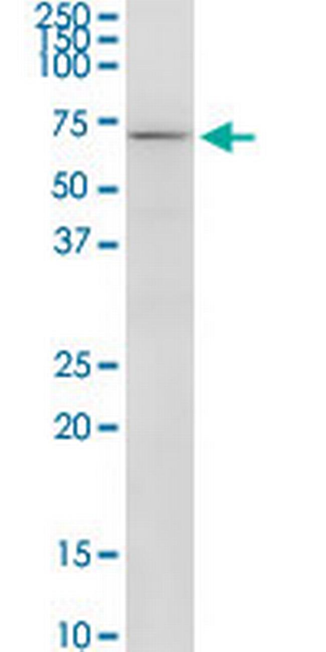 RIC8A Antibody in Western Blot (WB)