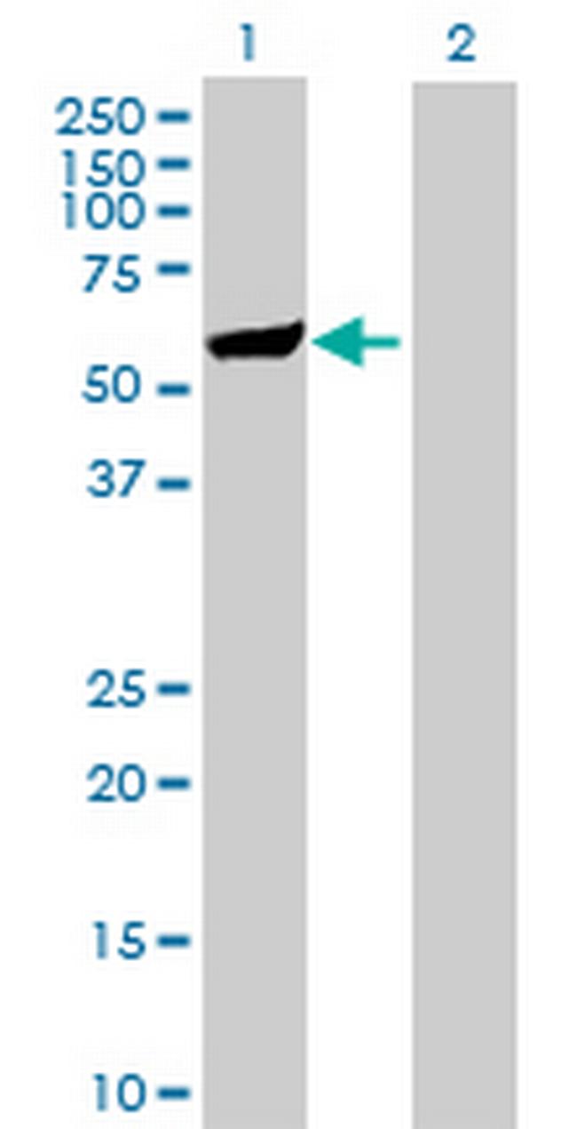 SH2D4A Antibody in Western Blot (WB)