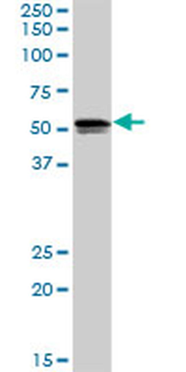 SH2D4A Antibody in Western Blot (WB)