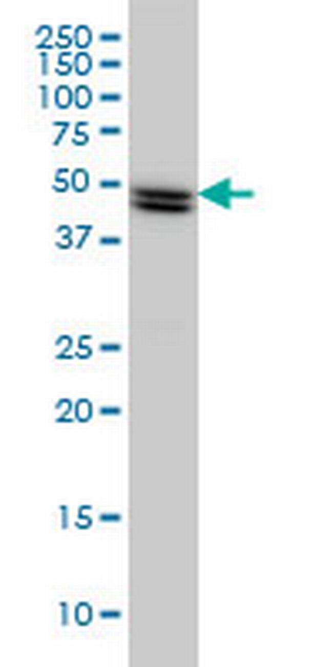 SH2D4A Antibody in Western Blot (WB)