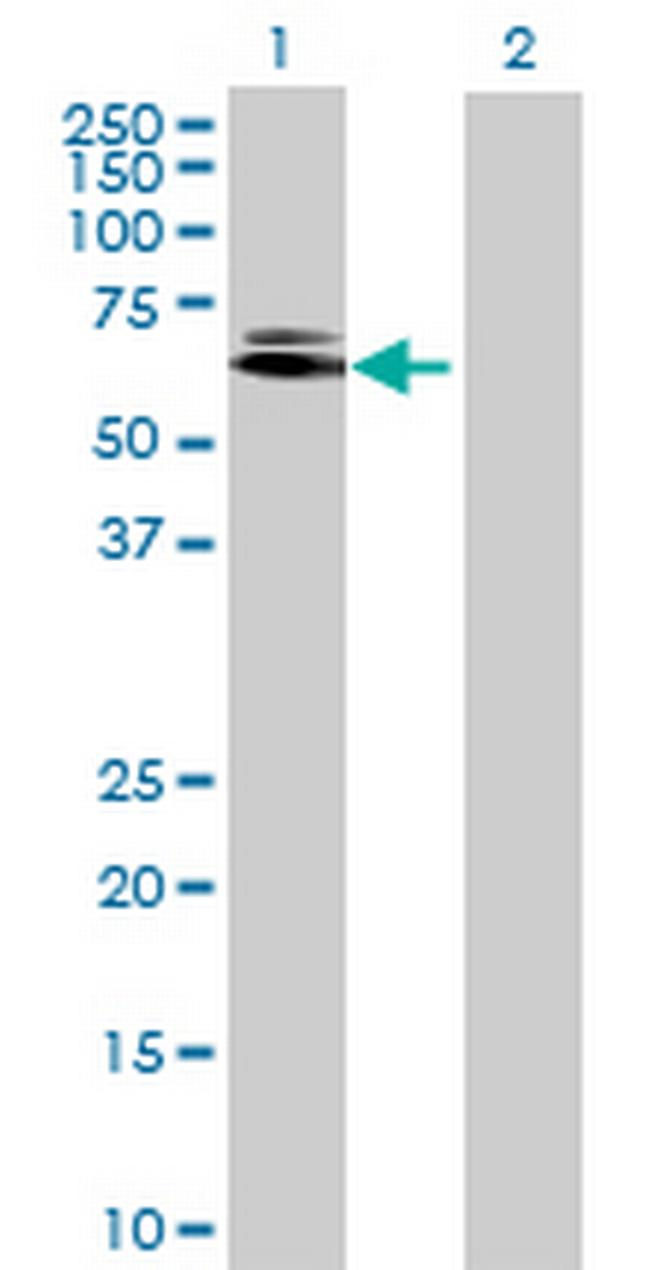 LOC63929 Antibody in Western Blot (WB)