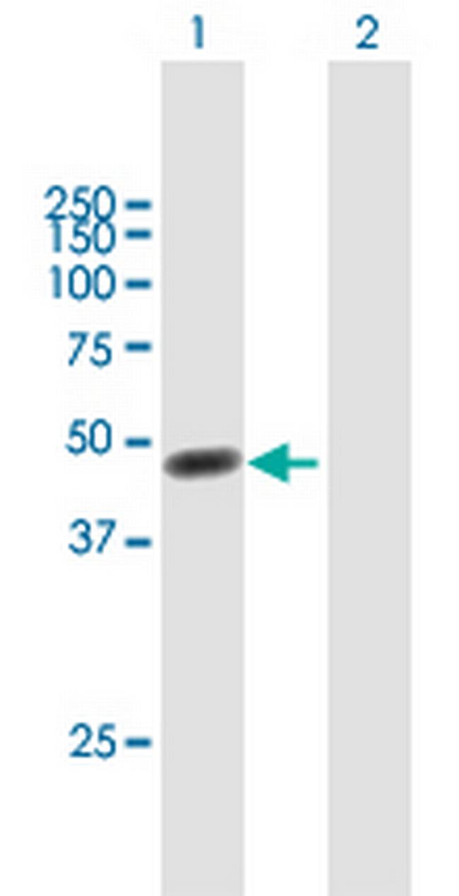 FKBPL Antibody in Western Blot (WB)