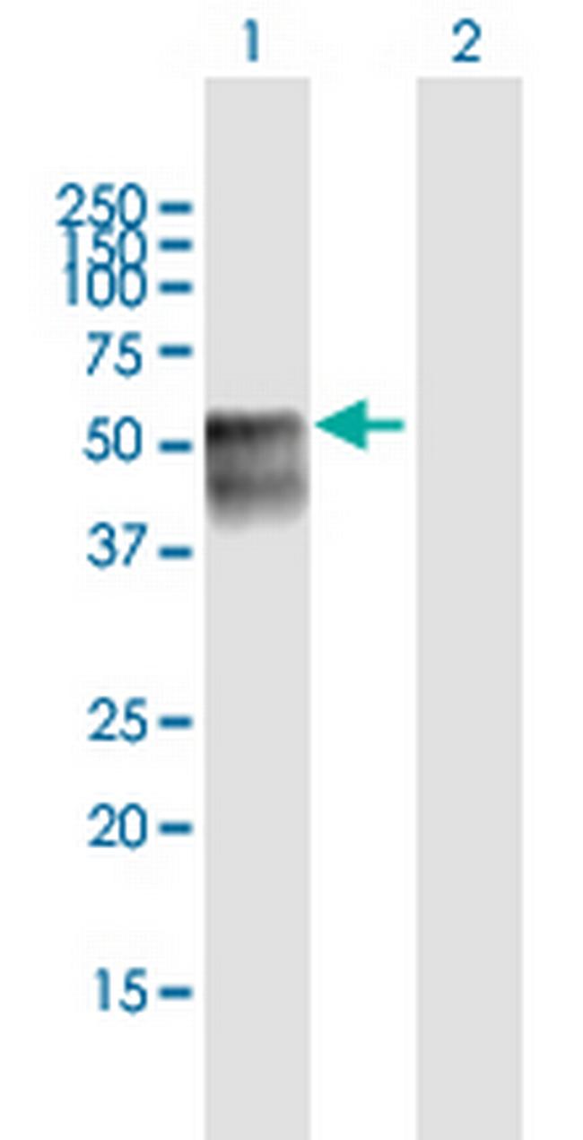 NEUROG2 Antibody in Western Blot (WB)