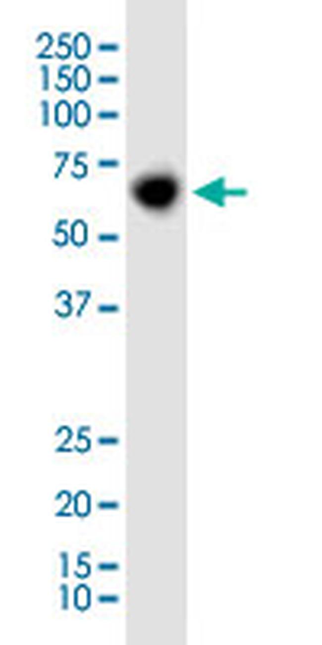 PRDM14 Antibody in Western Blot (WB)