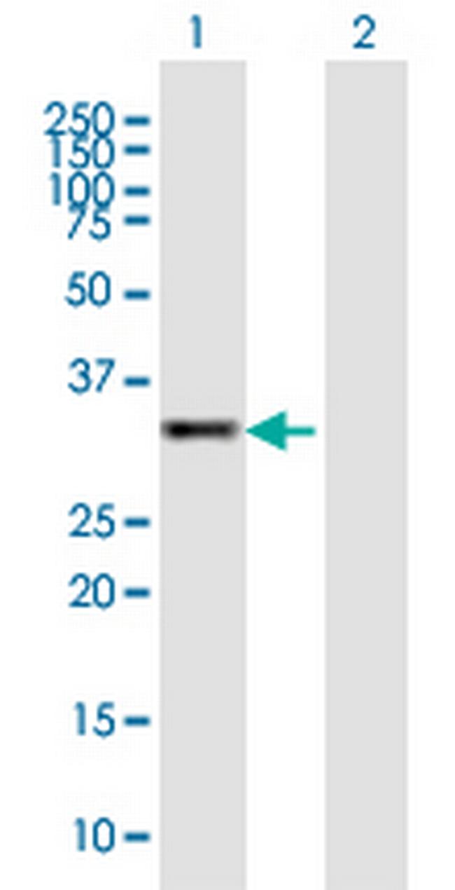 GOLPH3 Antibody in Western Blot (WB)