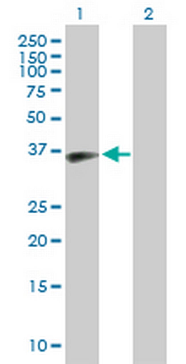 MOAP1 Antibody in Western Blot (WB)