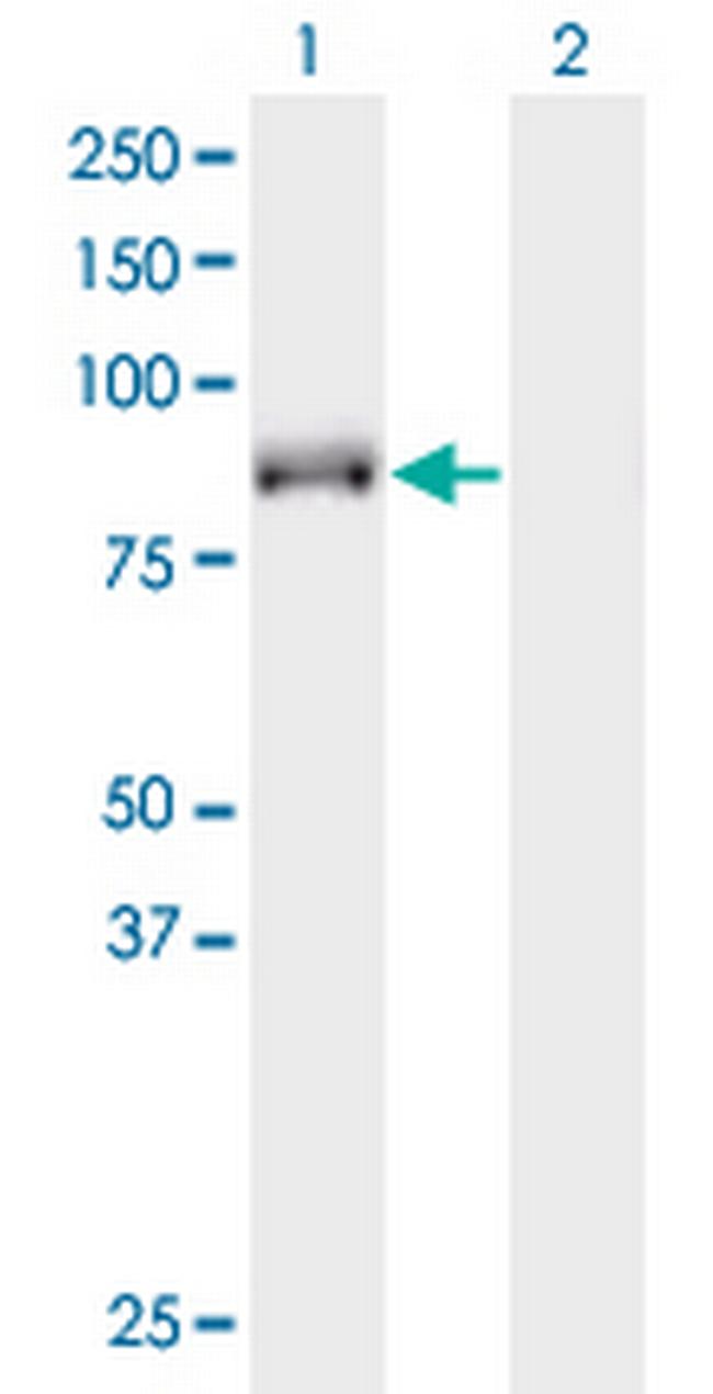 KIF9 Antibody in Western Blot (WB)