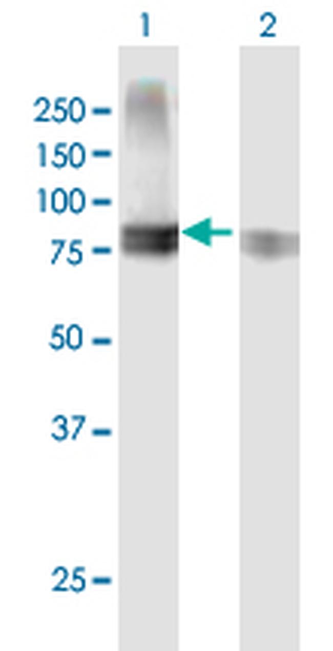 SEMA4A Antibody in Western Blot (WB)