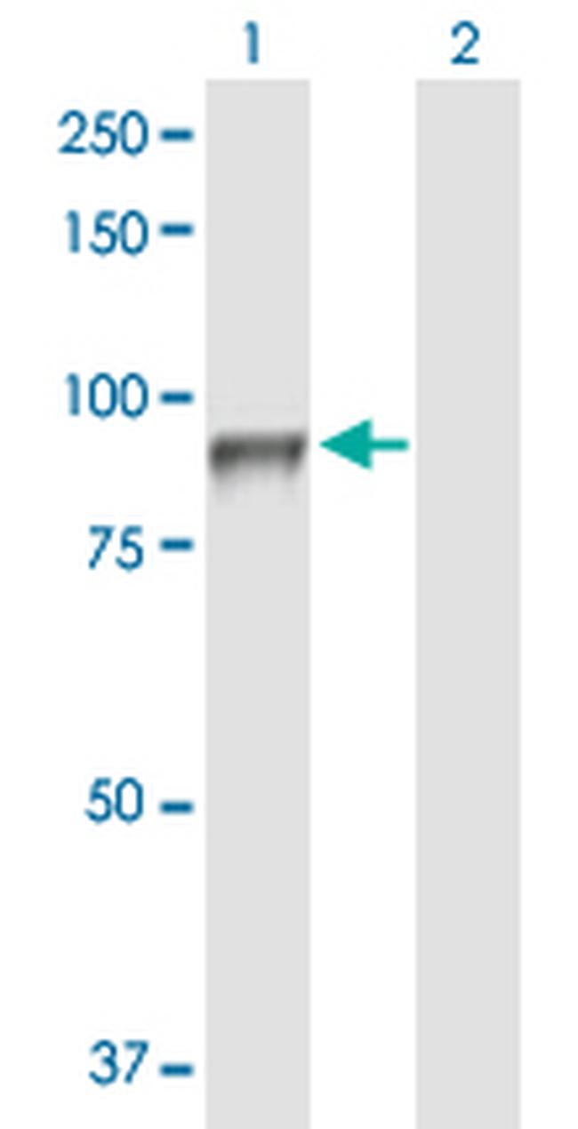 SEMA4A Antibody in Western Blot (WB)