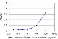 RAB17 Antibody in ELISA (ELISA)