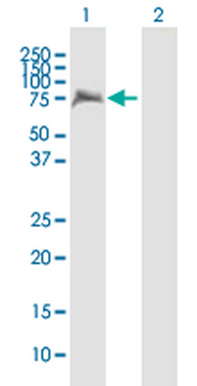 IKZF4 Antibody in Western Blot (WB)