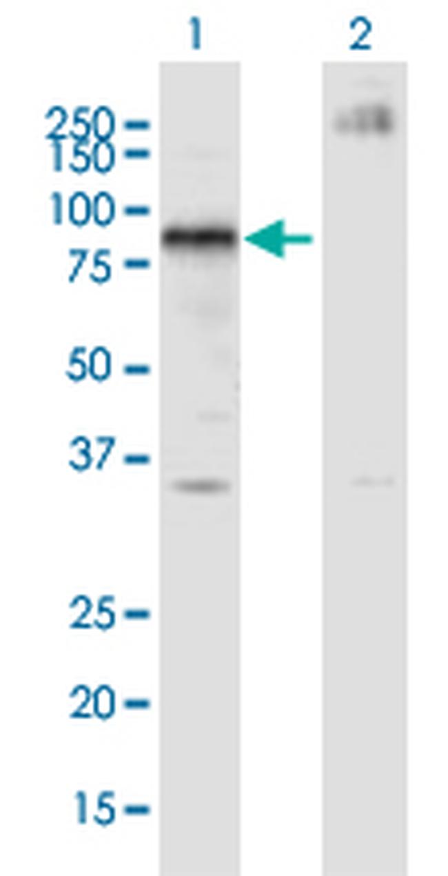 IKZF4 Antibody in Western Blot (WB)