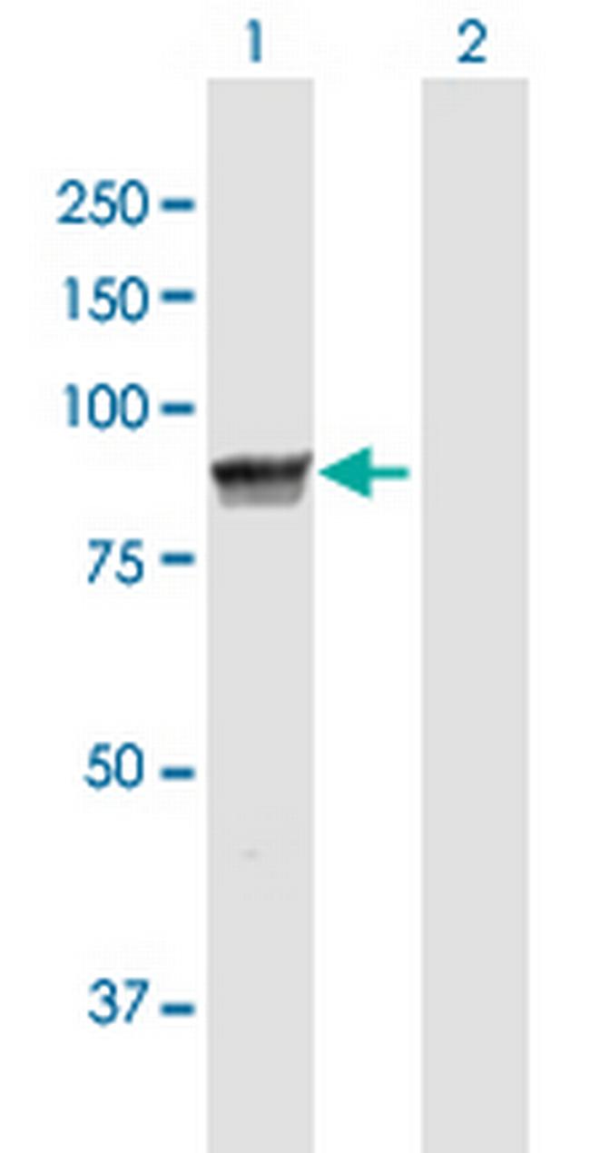 MPP5 Antibody in Western Blot (WB)