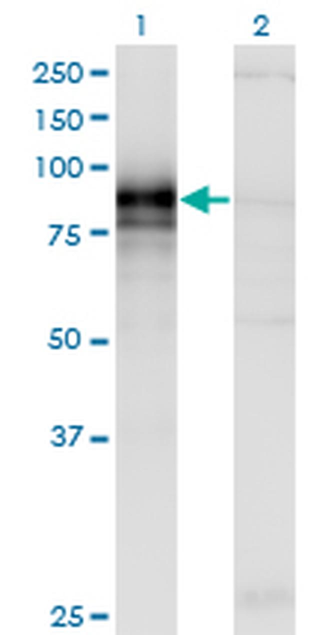 HHIP Antibody in Western Blot (WB)