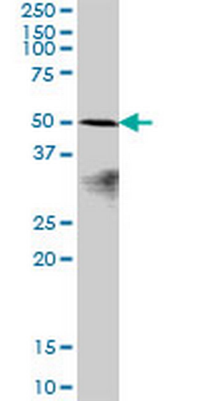 POLR1E Antibody in Western Blot (WB)