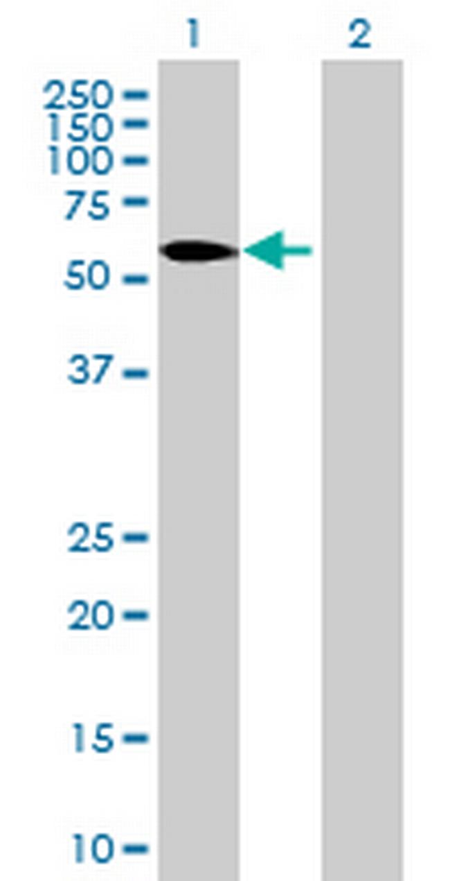 WDR13 Antibody in Western Blot (WB)