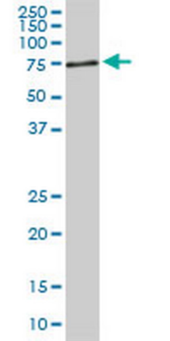 ACBD3 Antibody in Western Blot (WB)