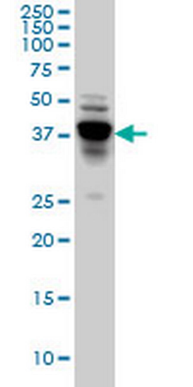 NDRG4 Antibody in Western Blot (WB)