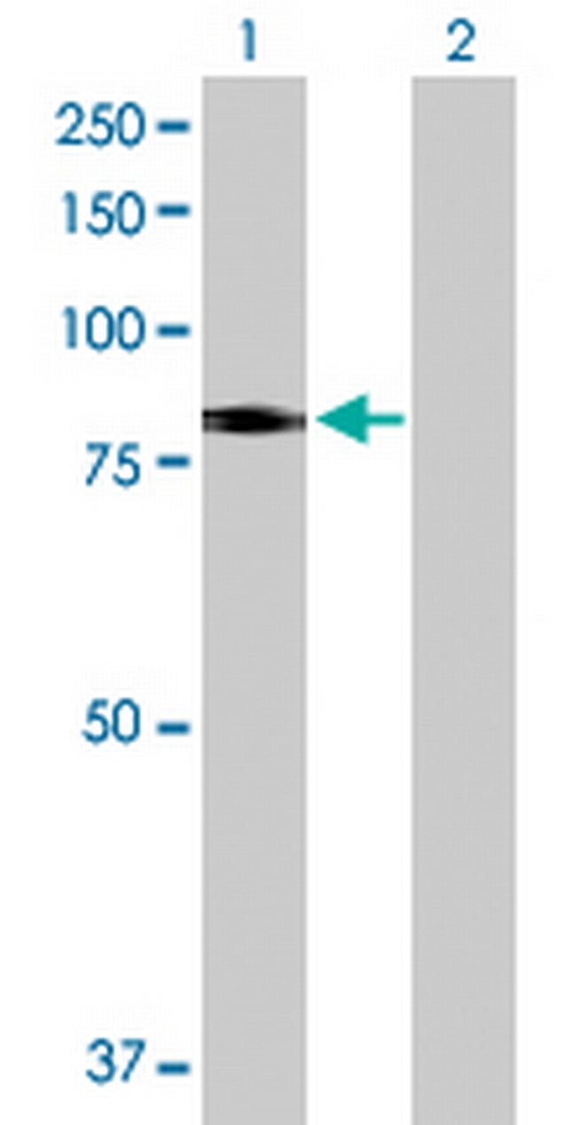 SLC26A6 Antibody in Western Blot (WB)