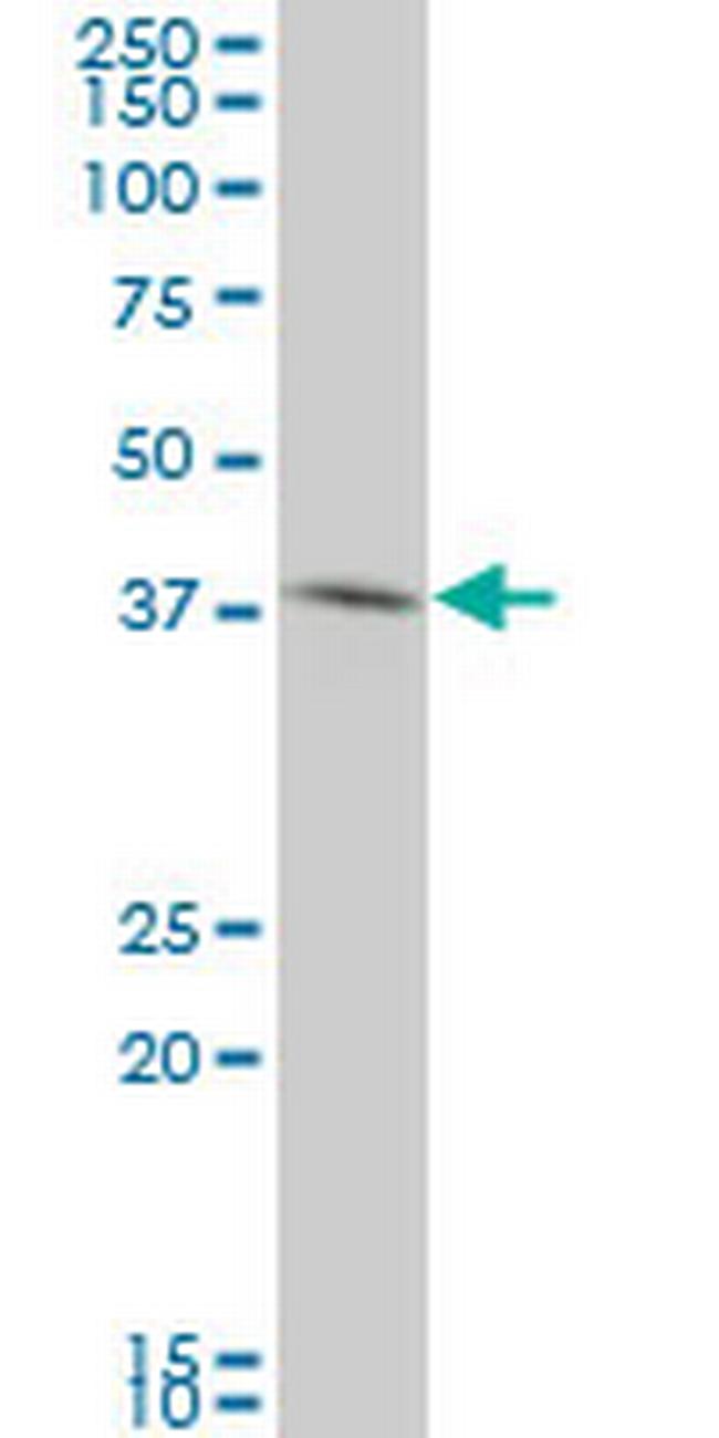 BOLL Antibody in Western Blot (WB)