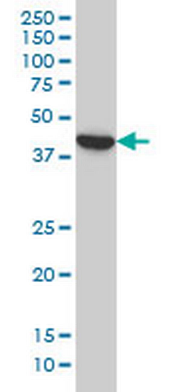 BCL2L14 Antibody in Western Blot (WB)