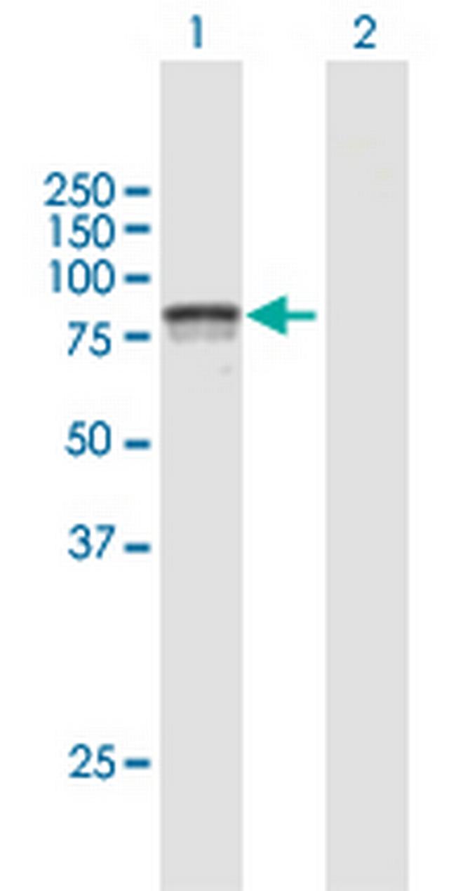 C14orf169 Antibody in Western Blot (WB)